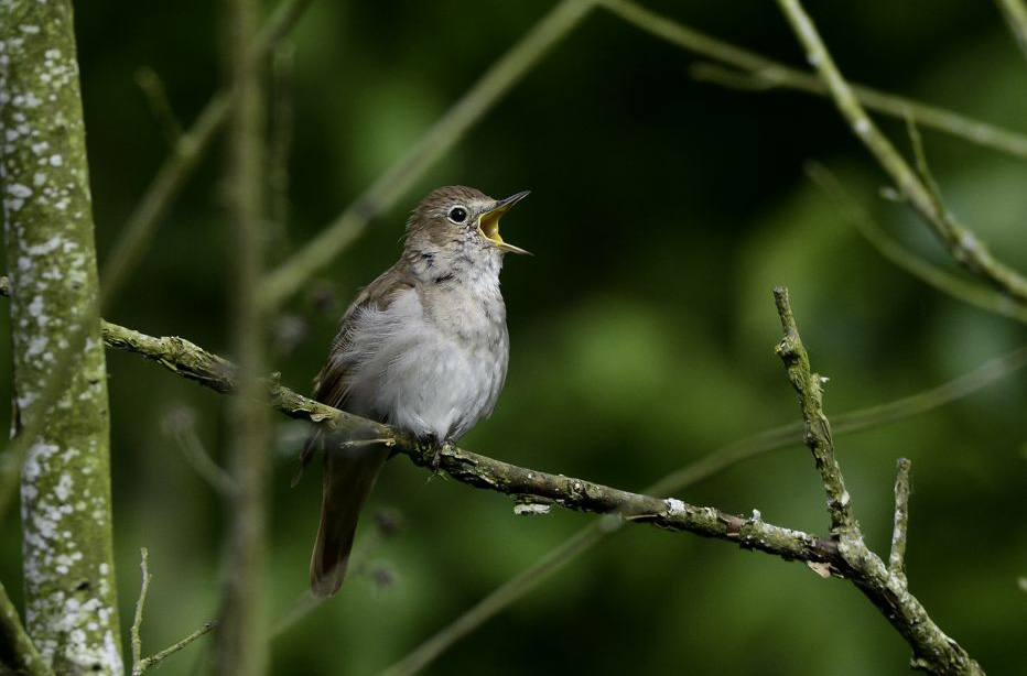 Nightingale